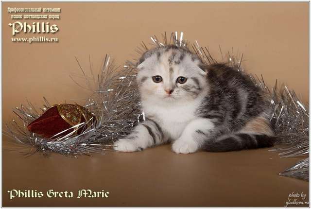 Шотландские котята Шотландские котята
