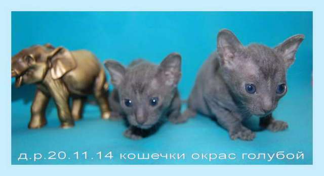 Корниш рекс - кудрявые котята. Корниш рекс - кудрявые котята.