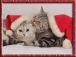 ШОТЛАНДСКИЕ ВИСЛОУХИЕ КОТЯТА ШОТЛАНДСКИЕ ВИСЛОУХИЕ КОТЯТА