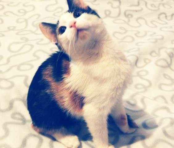 КОТИШКА-ДЕВЧУШКА БУСИНКА В ДОБРЫЕ РУКИ, КОТИШКА-ДЕВЧУШКА БУСИНКА В ДОБРЫЕ РУКИ,