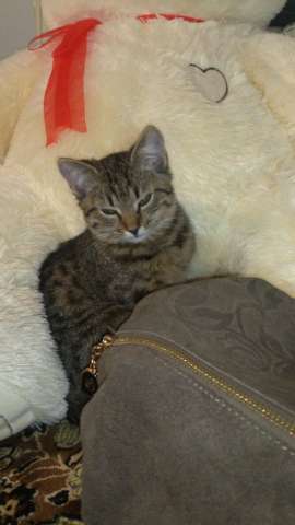 Котенок Гаечка Котенок Гаечка