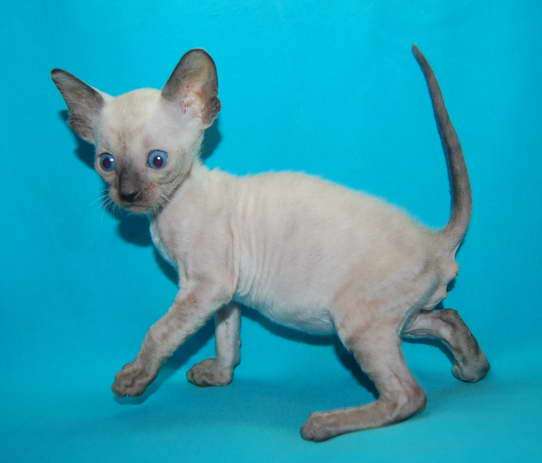 Корниш рекс - кудрявые котята. Корниш рекс - кудрявые котята.