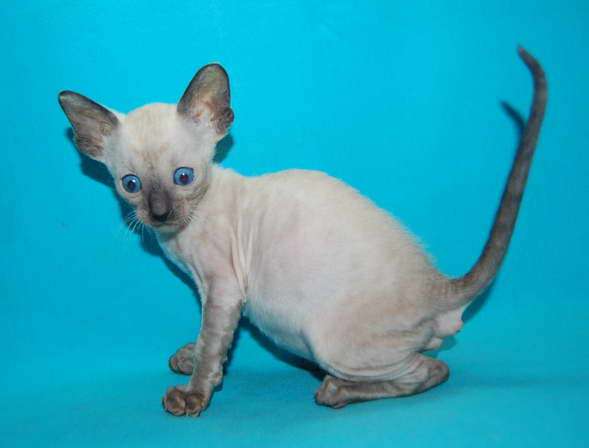 Корниш рекс - кудрявые котята. Корниш рекс - кудрявые котята.
