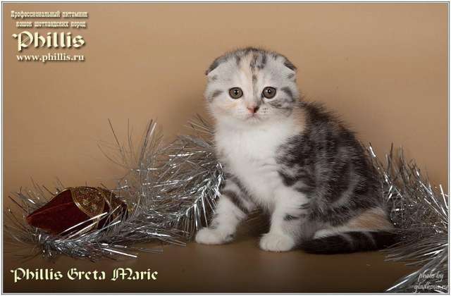 Шотландские котята Шотландские котята