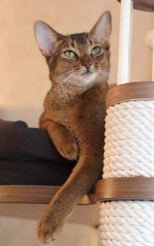 Абиссинские котята Абиссинские котята