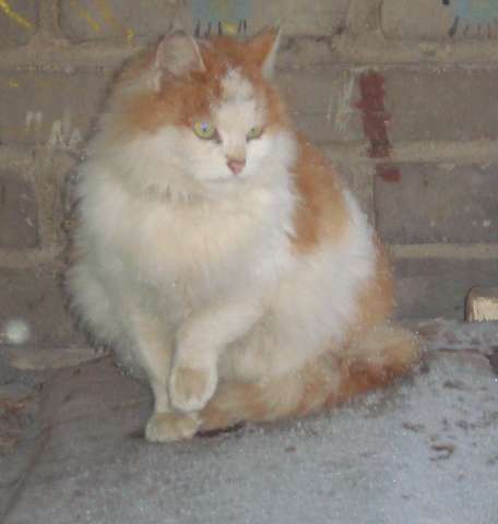 Кошка по имени Кошка Кошка по имени Кошка