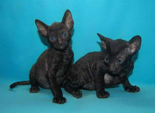 Корниш рекс - кудрявые котята. Корниш рекс - кудрявые котята.
