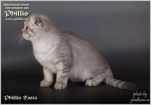 Шотландские котята Шотландские котята