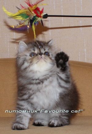 Персидские чудесные котята продам. Персидские чудесные котята продам.