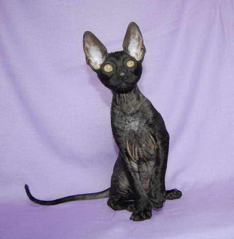 Корниш рекс - кудрявые котята. Корниш рекс - кудрявые котята.