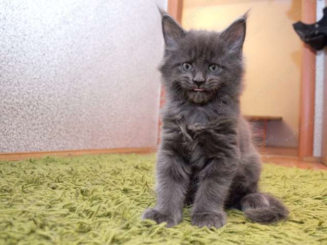 котята мейн-кун котята мейн-кун