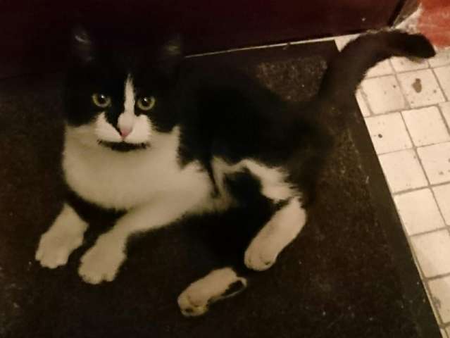 В добрые руки замечательную кошку В добрые руки замечательную кошку
