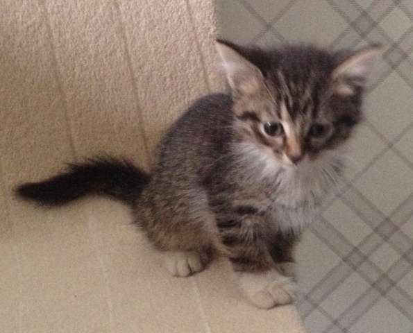Отдам малыша котенка мальчик 1,5 мес Отдам малыша котенка мальчик 1,5 мес
