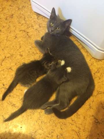Отдам двух серых котят от домашней кошки в добрые руки