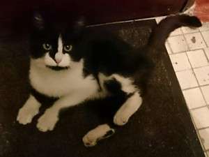 В добрые руки замечательную кошку В добрые руки замечательную кошку
