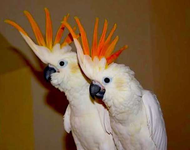 Какаду оранжевохохлый ( Cacatua sulphurea citrinicristata) птенцы из питомника Какаду оранжевохохлый ( Cacatua sulphurea citrinicristata) птенцы из питомника