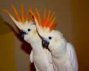 Какаду оранжевохохлый ( Cacatua sulphurea citrinicristata) птенцы из питомника