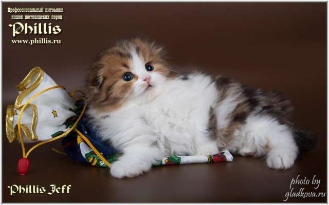Котята шотландской породы Котята шотландской породы