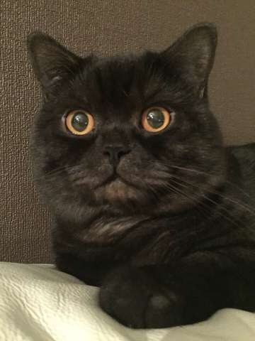 Кот породы скоттиш страйт приглашает на вязку Кот породы скоттиш страйт приглашает на вязку