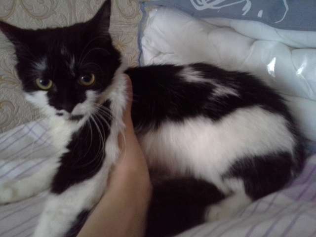 Котята 6 мес. Две кошки Котята 6 мес. Две кошки