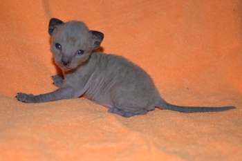 Роскошные котята Корниш рекс Роскошные котята Корниш рекс