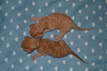 Роскошные котята Корниш рекс Роскошные котята Корниш рекс