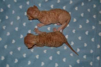 Роскошные котята Корниш рекс Роскошные котята Корниш рекс