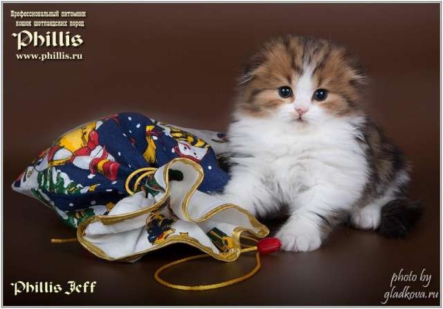Шотландские котята Шотландские котята