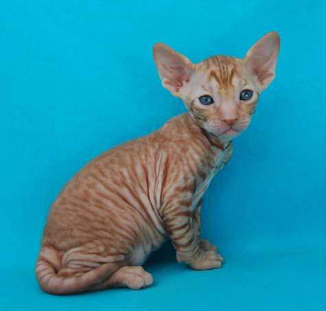 Корниш рекс - кудрявые котята. Корниш рекс - кудрявые котята.