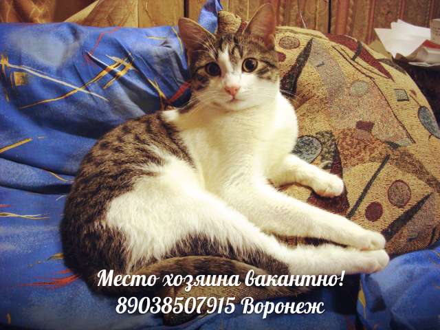 Кот Дюша ищет хозяина Кот Дюша ищет хозяина