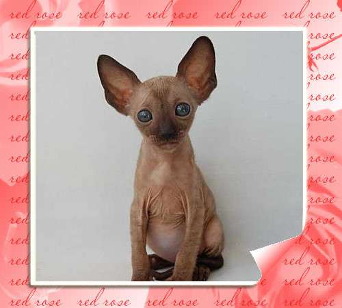 Корниш рекс - кудрявые котята. Корниш рекс - кудрявые котята.