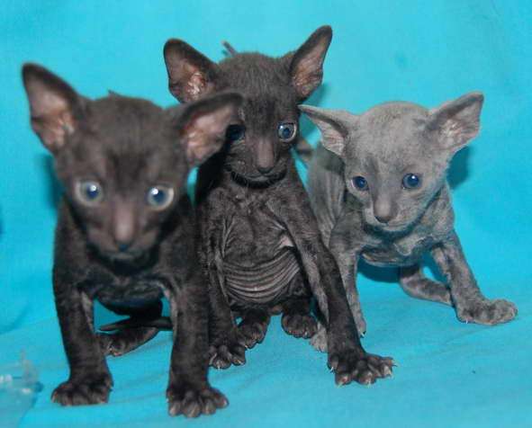 Корниш рекс - кудрявые котята. Корниш рекс - кудрявые котята.