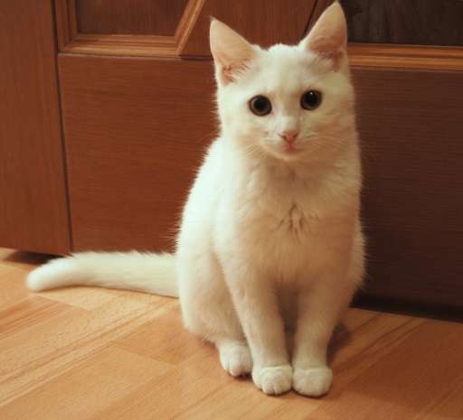Белоснежный котенок в добрые руки Белоснежный котенок в добрые руки