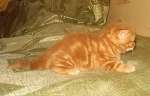 Шотландский котенок страйт - котик красный мрамор п-к Его Величество Мрамор 89096336572