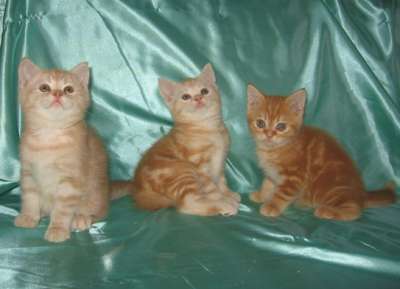 Шотландские котята красный мрамор и красное серебро 89295534855 Шотландские котята красный мрамор и красное серебро 89295534855