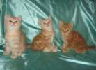 Шотландские котята  красный мрамор и красное серебро 89295534855
