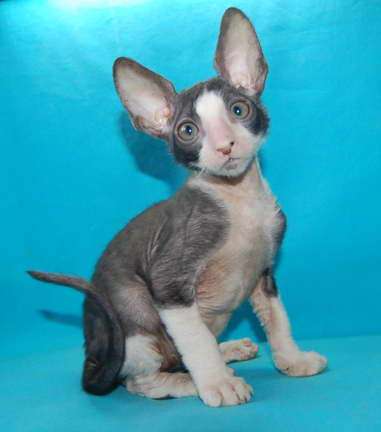 Корниш рекс - кудрявые котята. Корниш рекс - кудрявые котята.