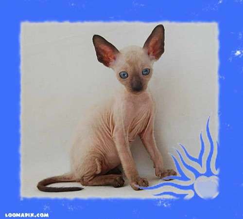 Корниш рекс - кудрявые котята. Корниш рекс - кудрявые котята.
