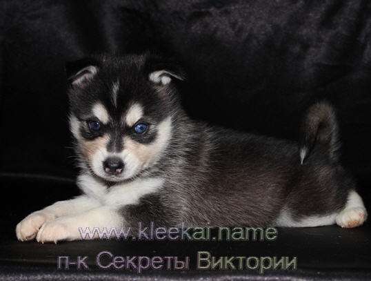 Эталон породы Кли Каев Эталон породы Кли Каев