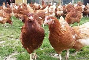 Продам молодок кур-несушек высокой яйценоскости. Продам молодок кур-несушек высокой яйценоскости.