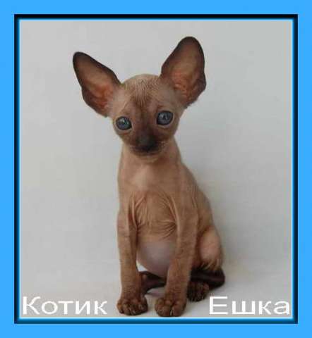 Корниш рекс - кудрявые котята. Корниш рекс - кудрявые котята.