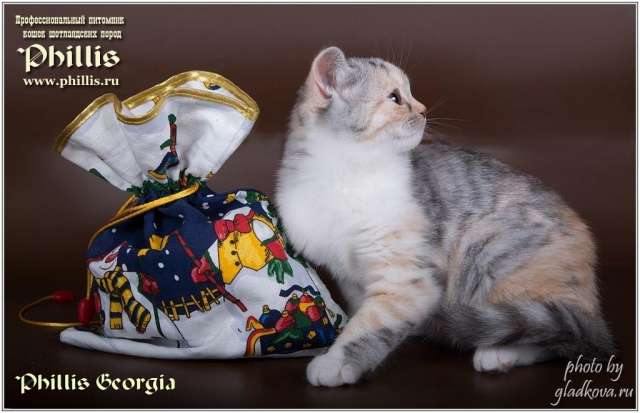 Очаровательная кошечка Очаровательная кошечка