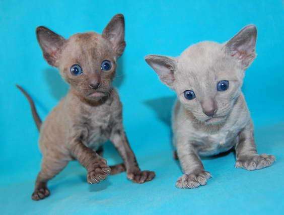 Корниш рекс - кудрявые котята. Корниш рекс - кудрявые котята.