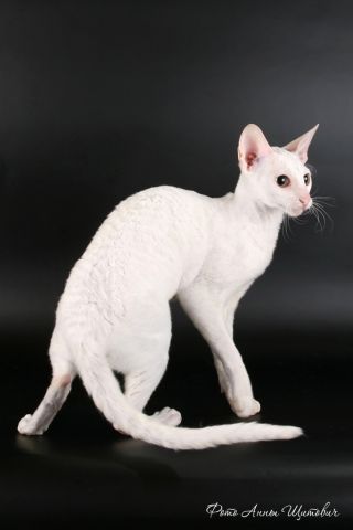 Питомник "CatREX phi" предлагает котят корниш рекс. Питомник "CatREX phi" предлагает котят корниш рекс.