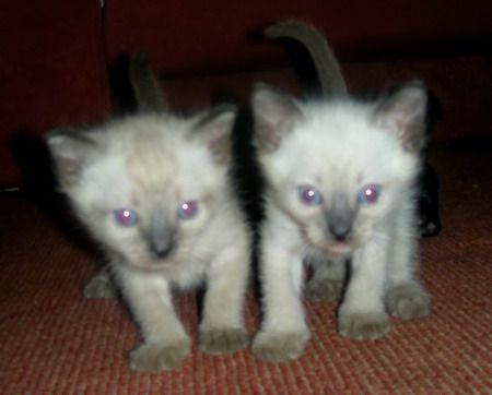 Тайские котята Тайские котята