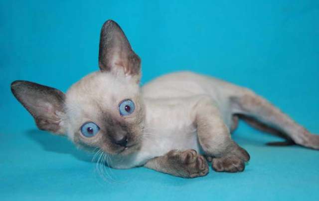 Корниш рекс - кудрявые котята. Корниш рекс - кудрявые котята.