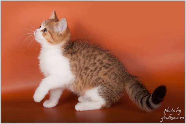Милейшие котята Милейшие котята