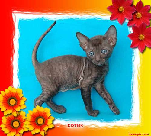 Корниш рекс - кудрявые котята. Корниш рекс - кудрявые котята.
