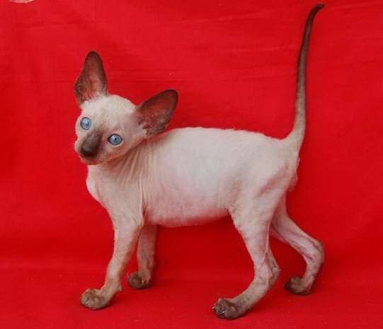 Корниш рекс - кудрявые котята. Корниш рекс - кудрявые котята.