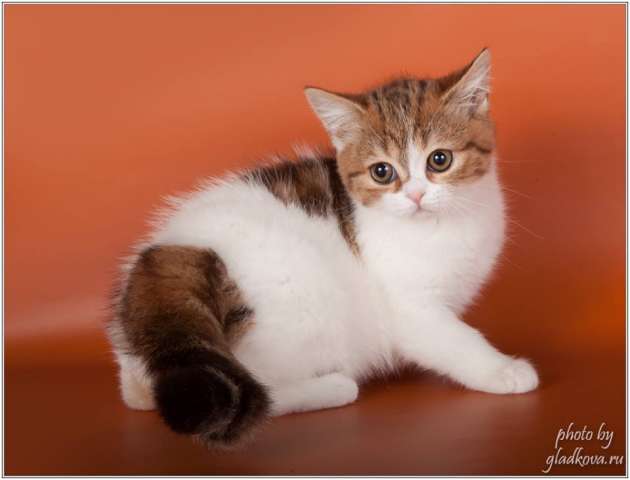 Котёнок вашей мечты Котёнок вашей мечты